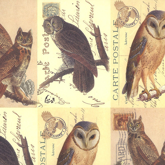 Mixed Owl Postcard Print Paper ~ Rossi Italy